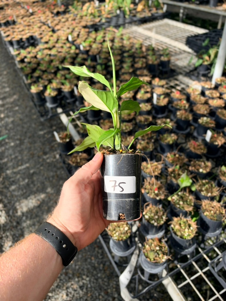 Handpicked #75 -Aglaonema Modestum Variegata
