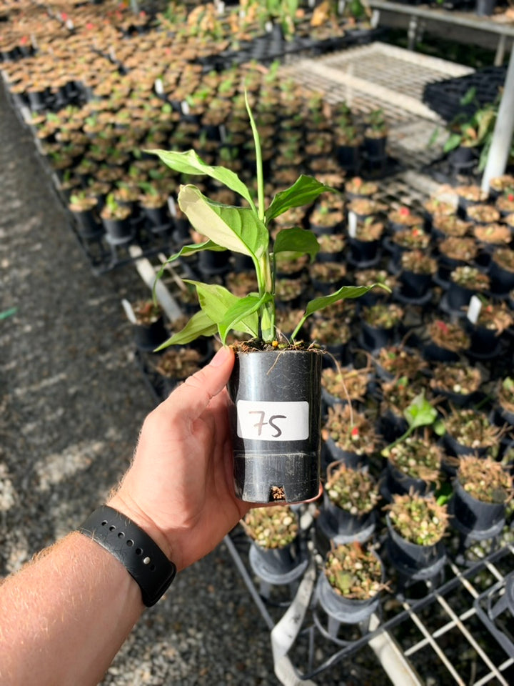 Handpicked #75 -Aglaonema Modestum Variegata