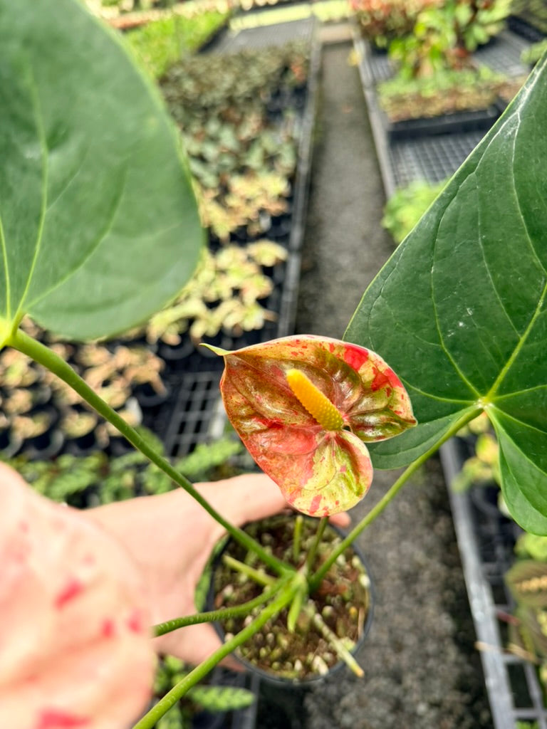 Handpicked #21 - Anthurium Andraeanum - Shibori