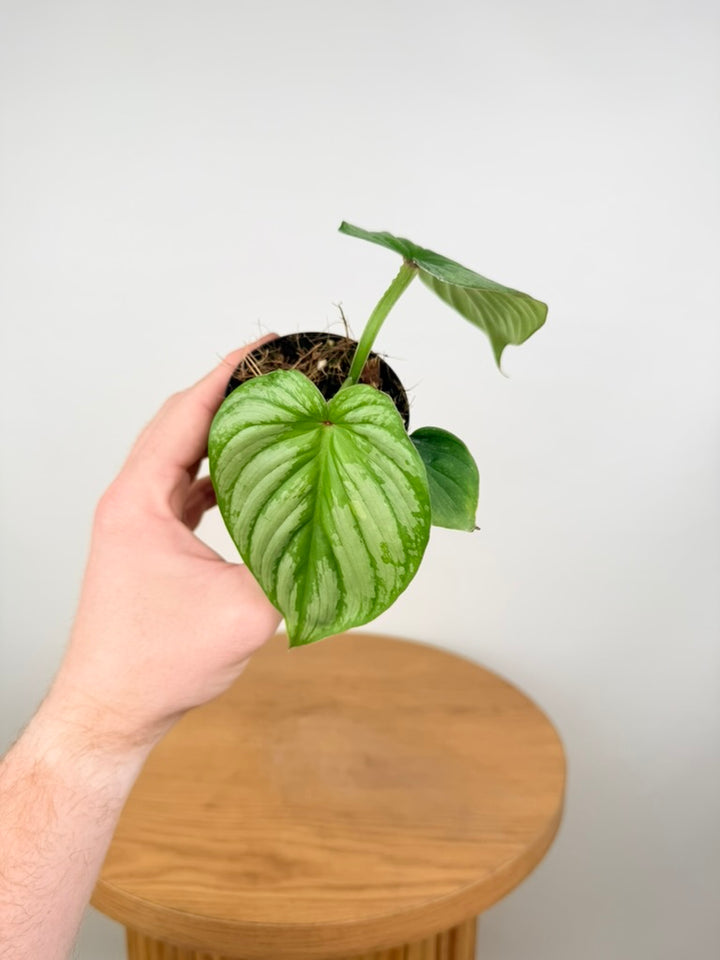 Philodendron Mamei - Silver Cloud