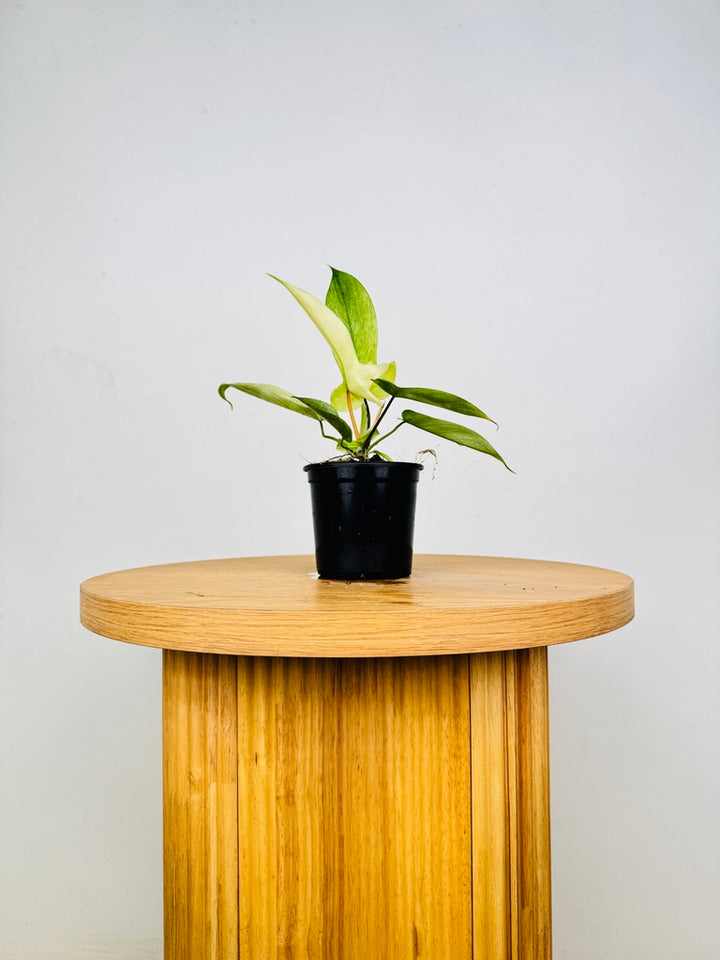 Philodendron Pedatum - Florida Ghost