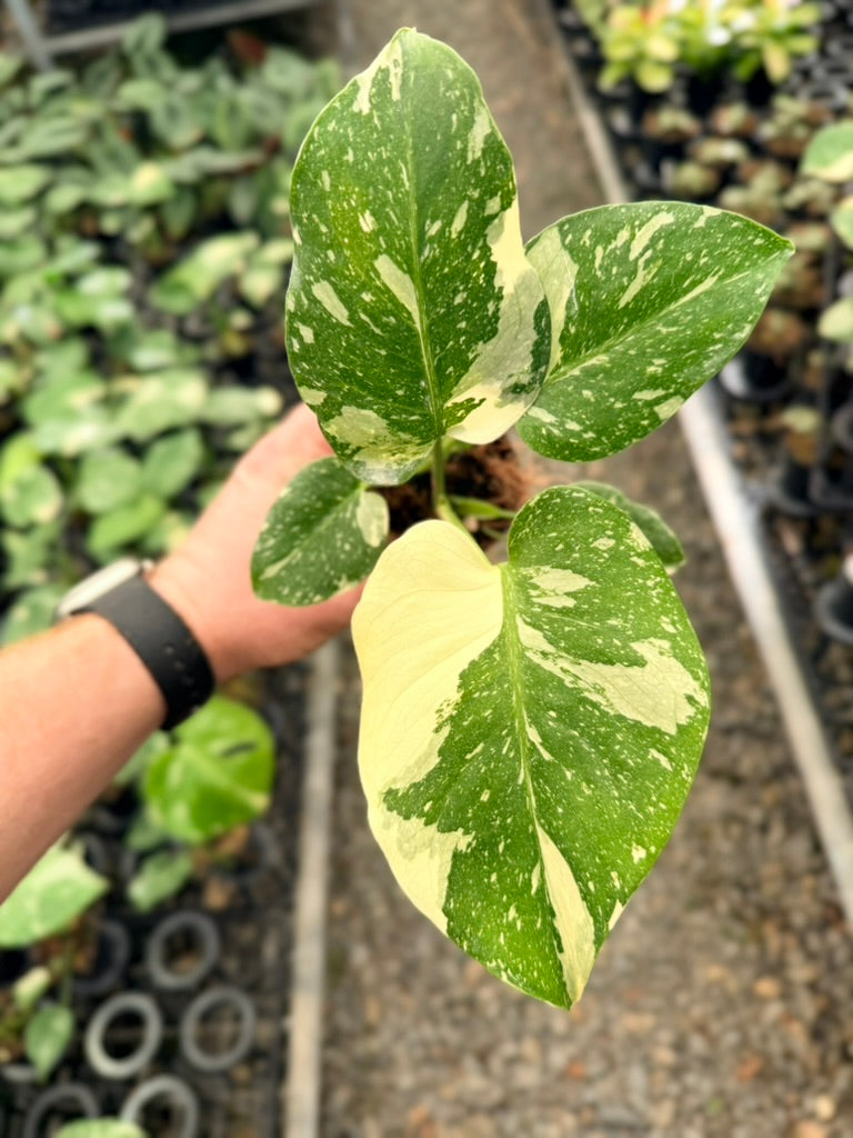 Handpicked #54 - Monstera Deliciosa - Thai Constellation - Double Growth Point