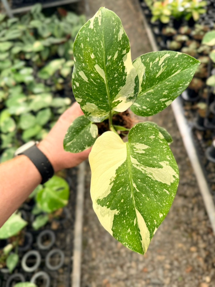 Handpicked #54 - Monstera Deliciosa - Thai Constellation - Double Growth Point
