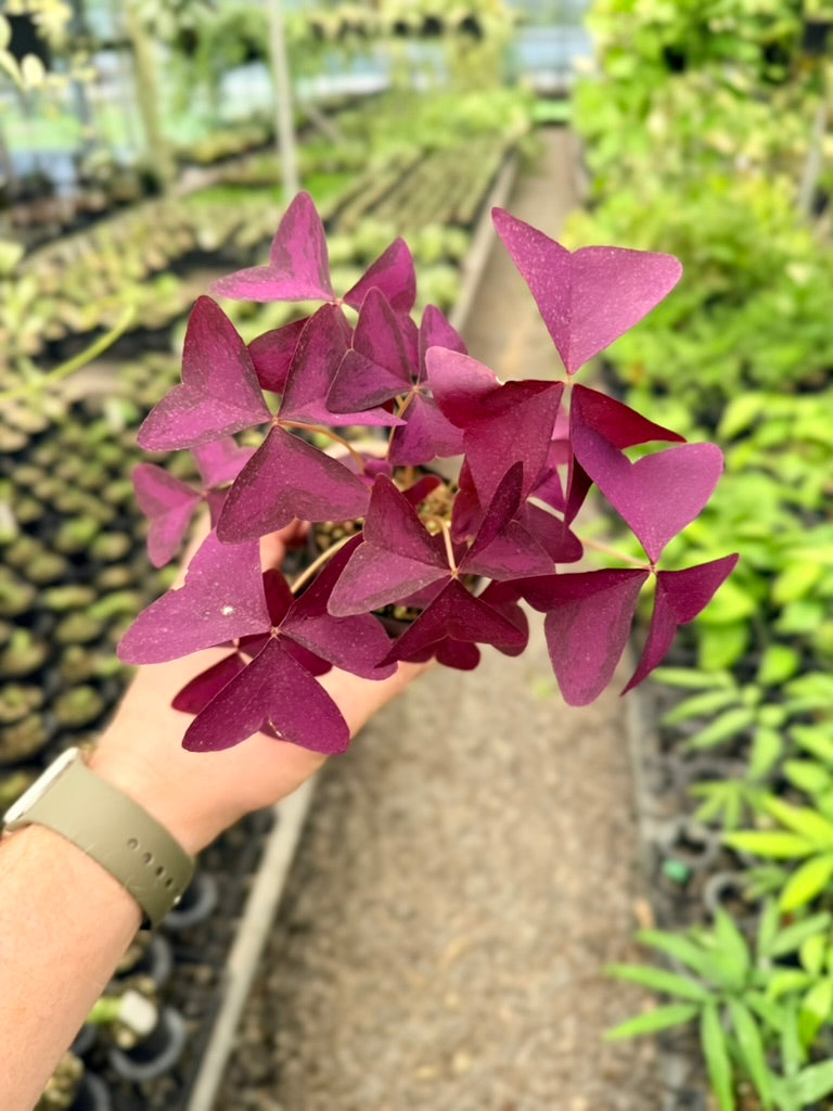 Oxalis Triangularis - Mijke