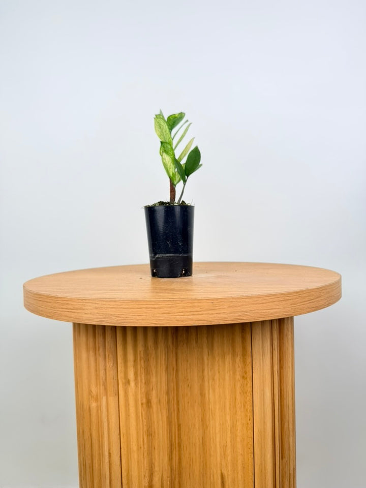 Zamioculcas Zamiifolia - Akebono