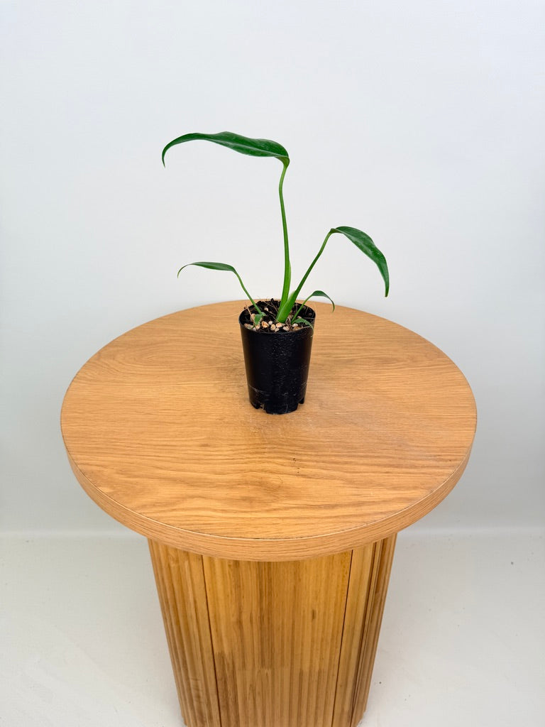 Monstera Burle Marx Flame