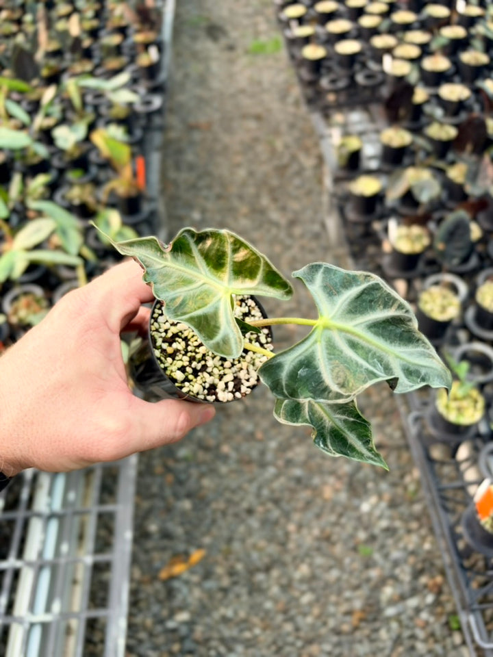 Handpicked #84 - Alocasia Loco