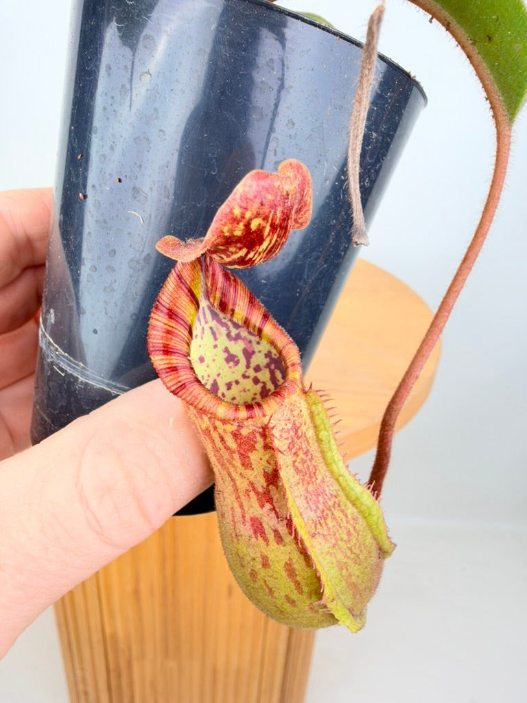 Nepenthes Veitchii