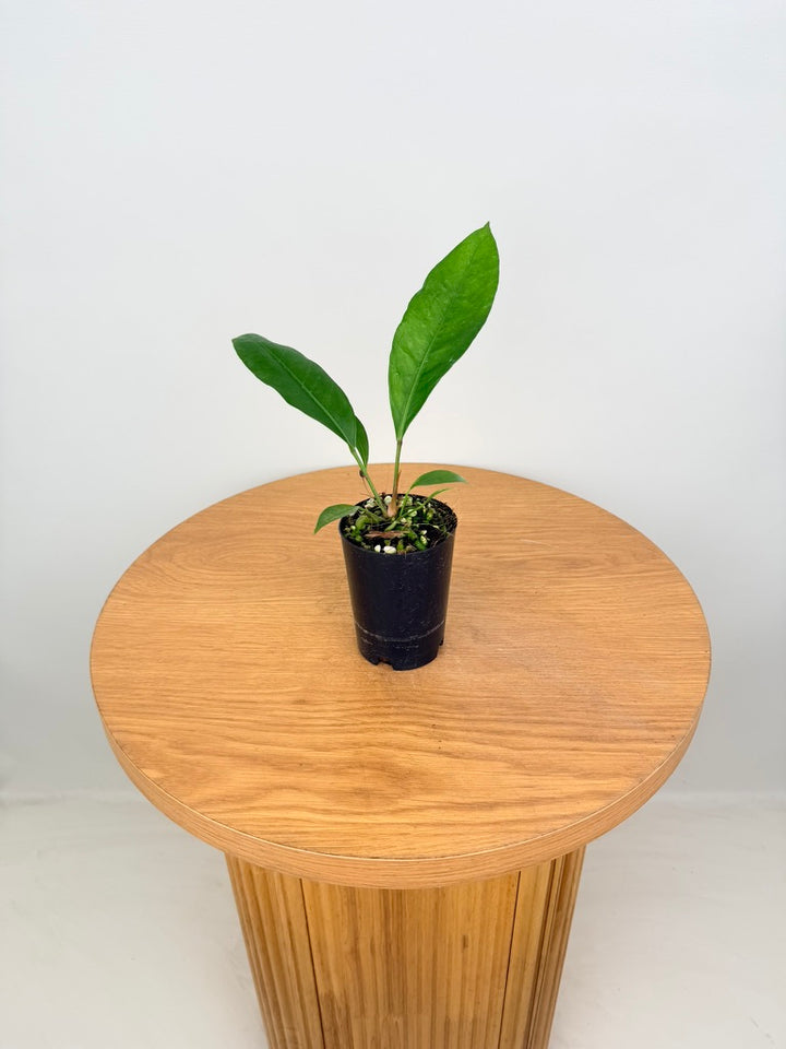 Anthurium Gracile