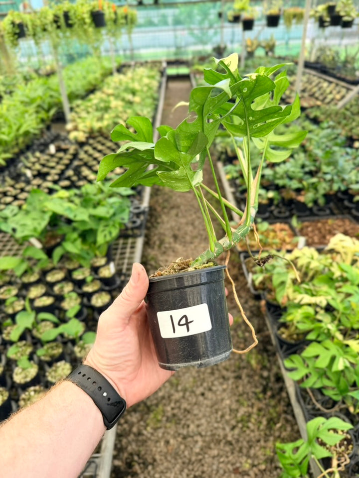 Handpicked #14 -  Rhaphidophora Tetrasperma Variegata Albo
