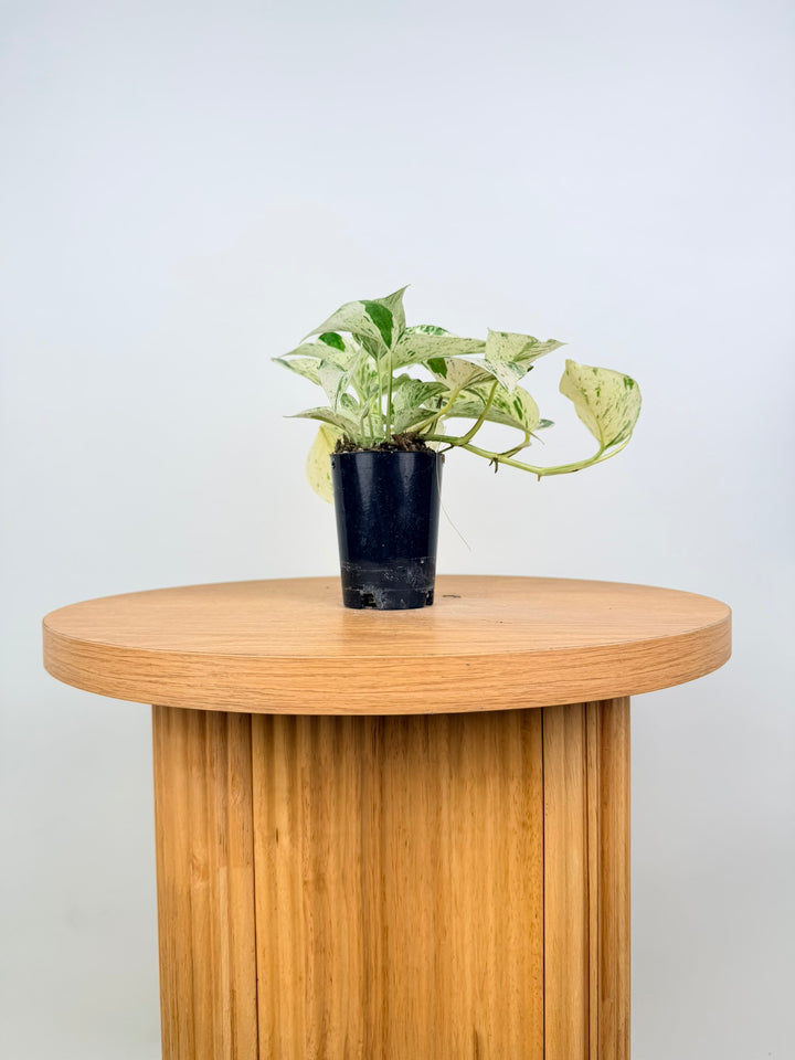 Epipremnum Aureum - Marble Queen