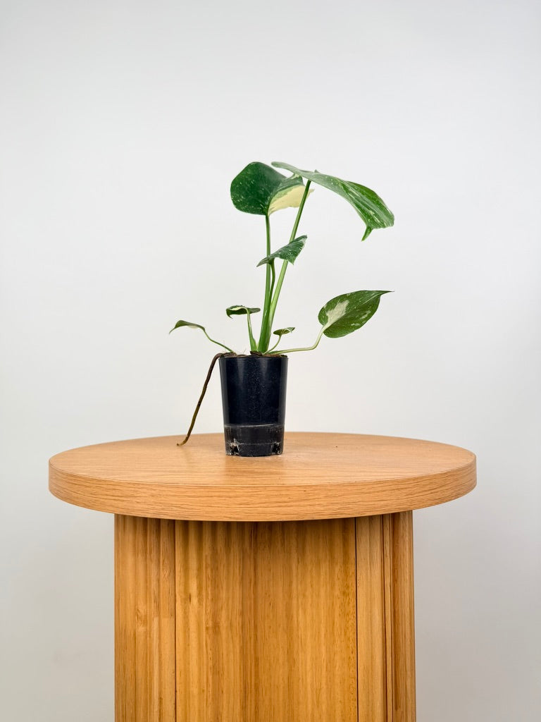 Monstera Deliciosa - Thai Constellation - Random Selection - Imperfect Foliage