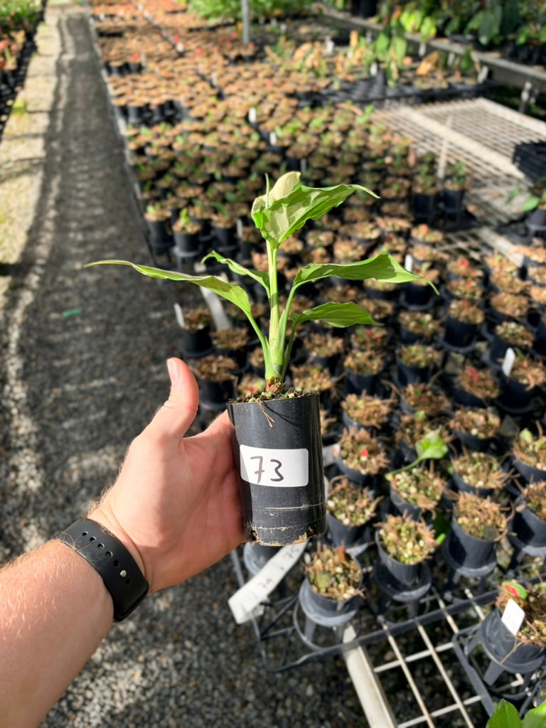 Handpicked #73 - Aglaonema Modestum Variegata