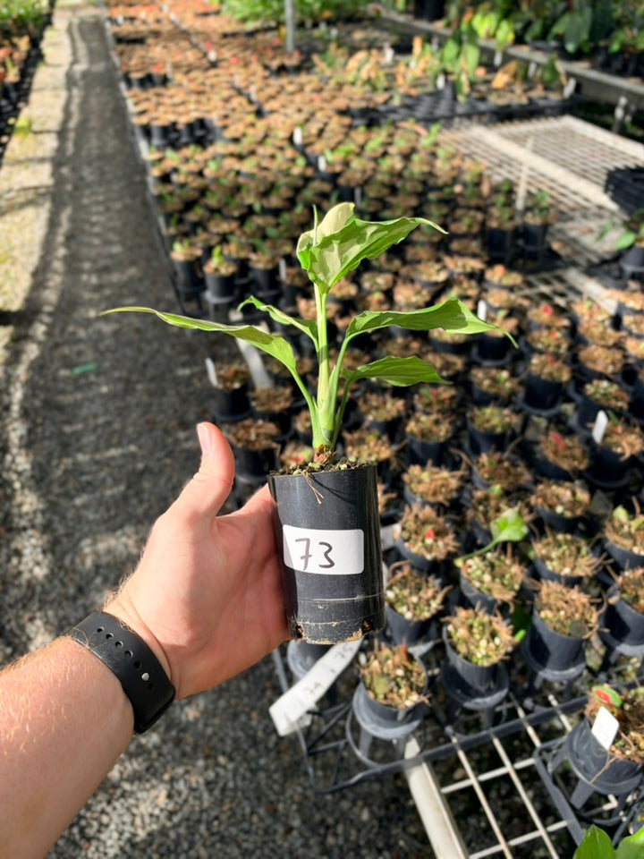 Handpicked #73 - Aglaonema Modestum Variegata