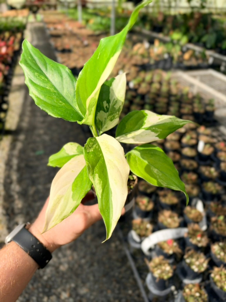 Handpicked #71 - Aglaonema Modestum Variegata