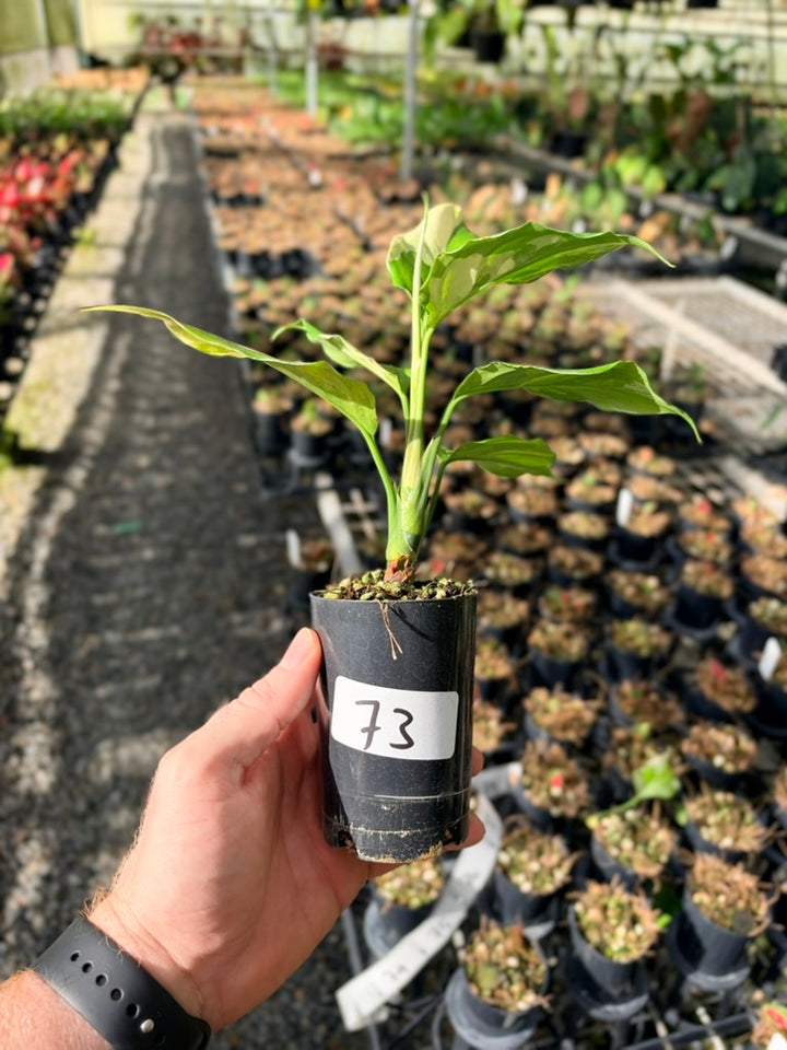 Handpicked #73 - Aglaonema Modestum Variegata