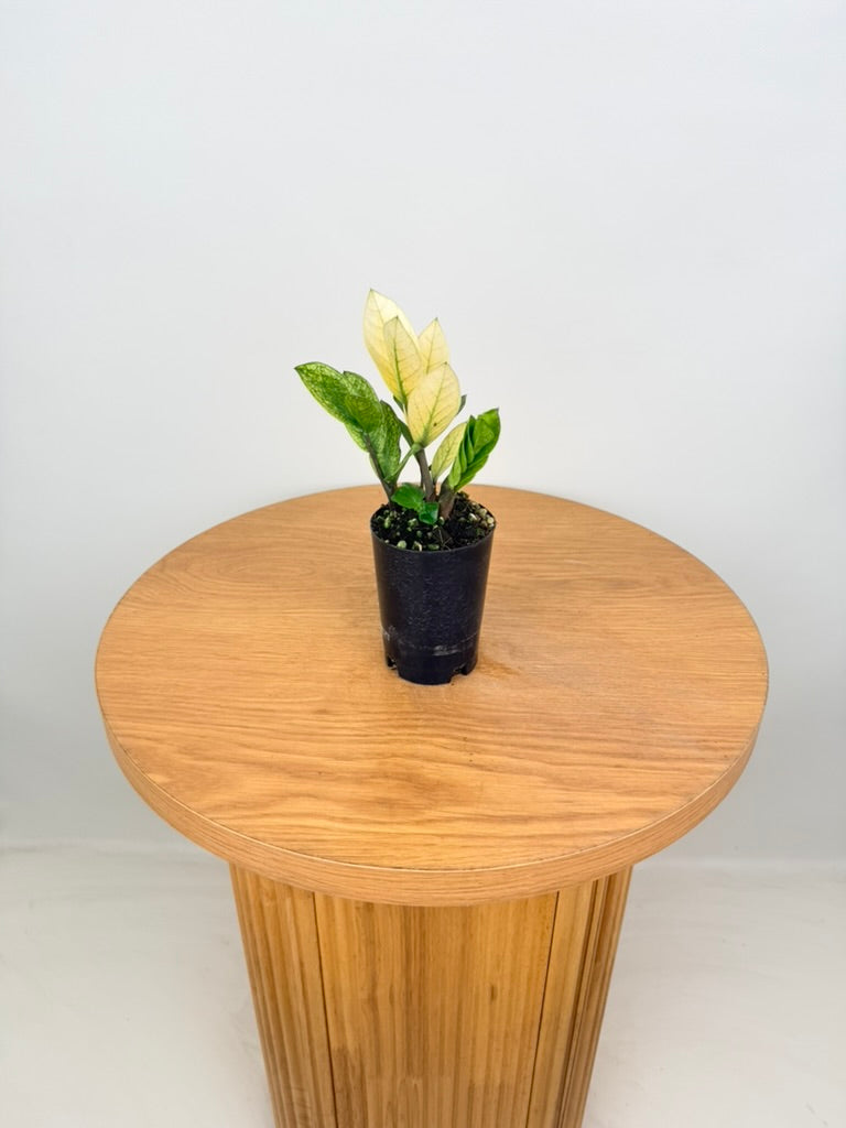 Zamioculcas Zamiifolia - Akebono