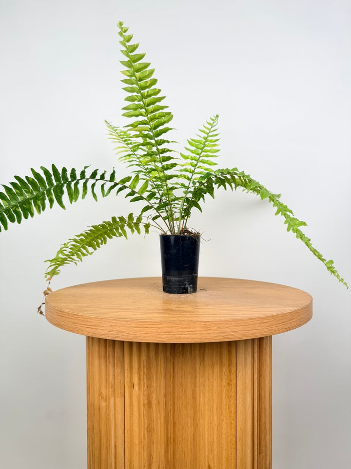 Nephrolepis Exaltata Variegata - Boston Tiger Fern