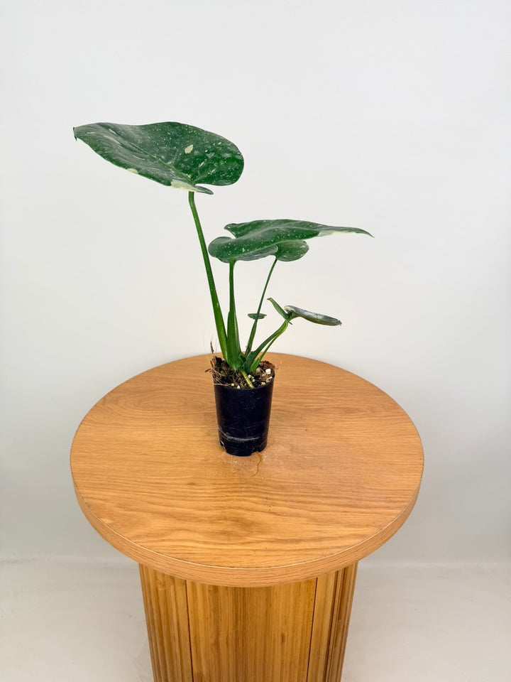 Monstera Deliciosa - Thai Constellation - Random Selection - Imperfect Foliage
