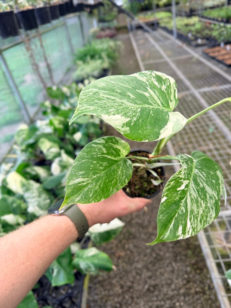 Handpicked #139 - Monstera Deliciosa Borsigiana Variegated Albo