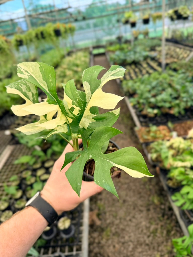 Handpicked #12 - Rhaphidophora Tetrasperma Variegata Albo