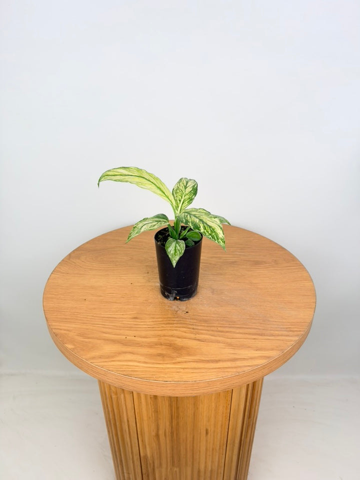 Spathiphyllum Sensation Variegata