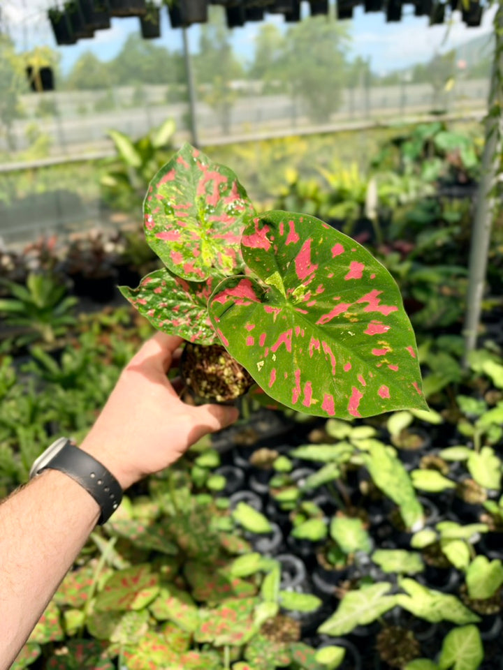 Caladium Bicolor - Raspberry Moon