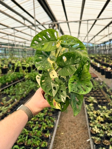Handpicked #121 - Monstera Adansonii - Monkey Mask - Variegated Albo - Double Planted