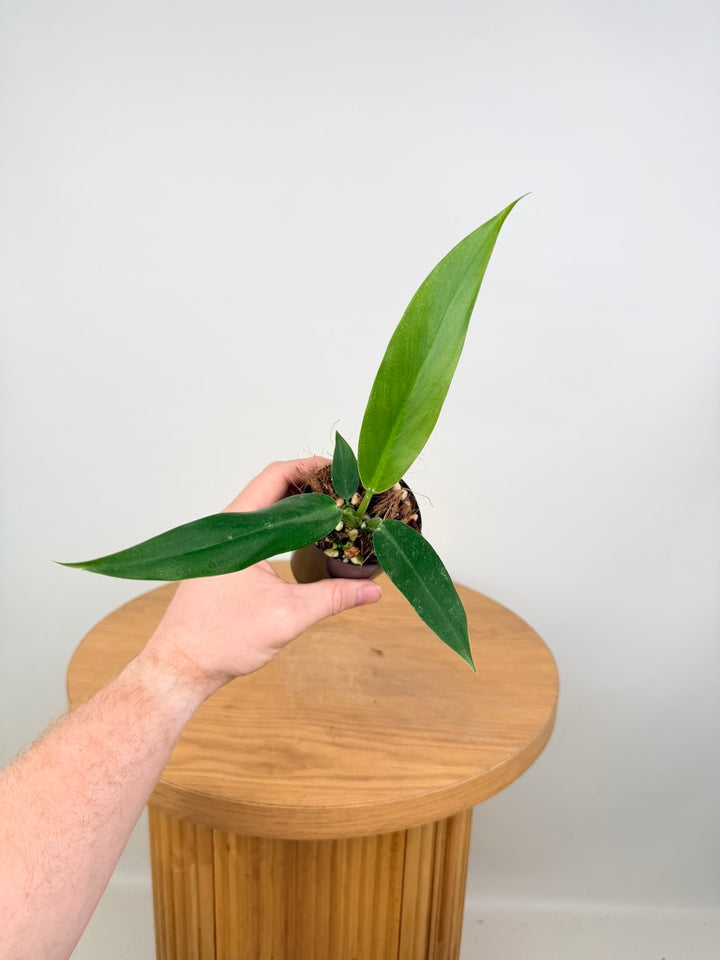 Philodendron Mexicanum