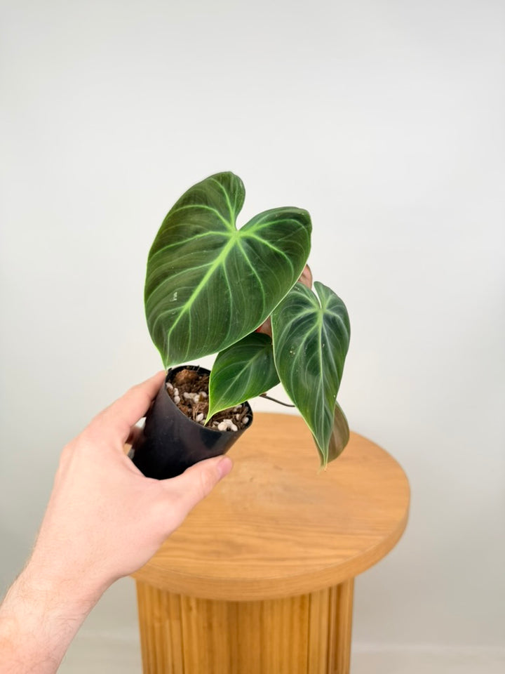 Philodendron Rubrijuvenile - El Choco Red