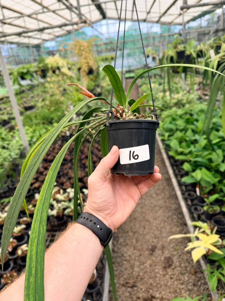 Handpicked #16 - Anthurium Vittariifolium Variegata