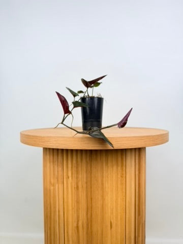 Syngonium Erythrophyllum