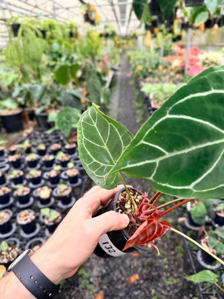 Handpicked #132 -  Anthurium Crystallinum - Multi Headed