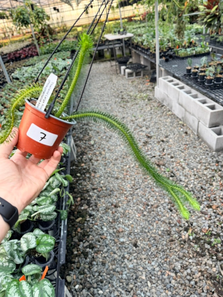 Handpicked #7 - Phlegmariurus squarrosus [Huperzia Squarrosa] - Thailand Large Rock Tassel Fern