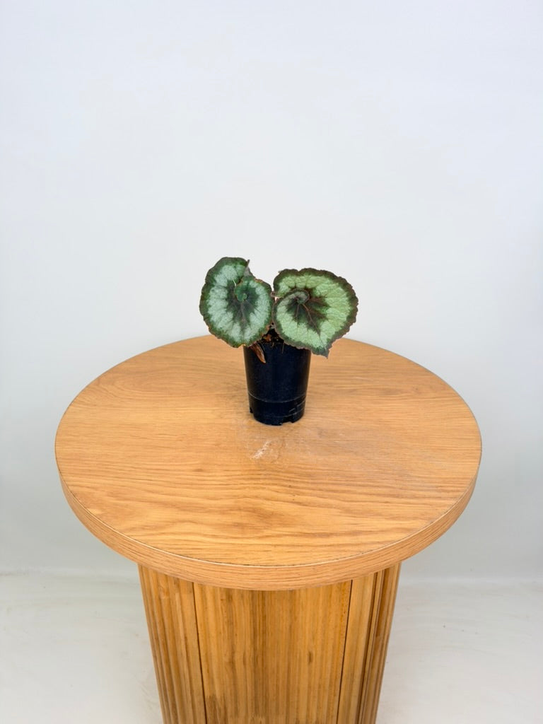 Begonia Rex - Escargot - Imperfect Foliage