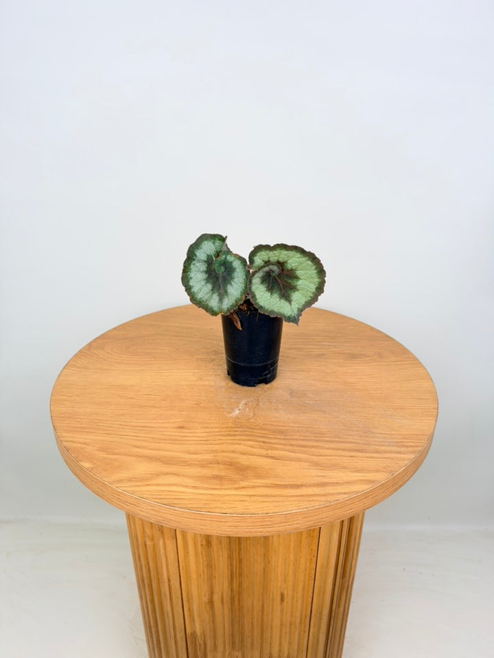 Begonia Rex - Escargot - Imperfect Foliage