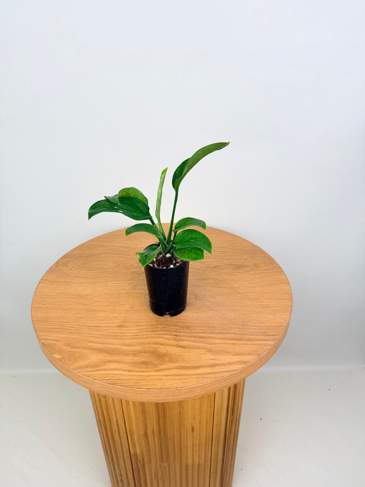 Monstera Pinnatipartita