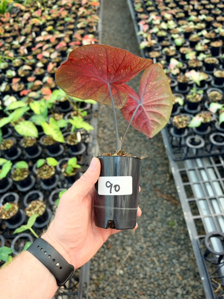 Handpicked #90 - Caladium Bicolor - NOID