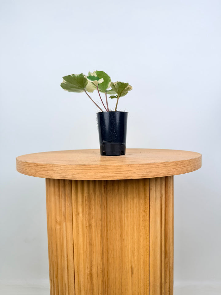 Farfugium Japonicum - Argenteum Variegata