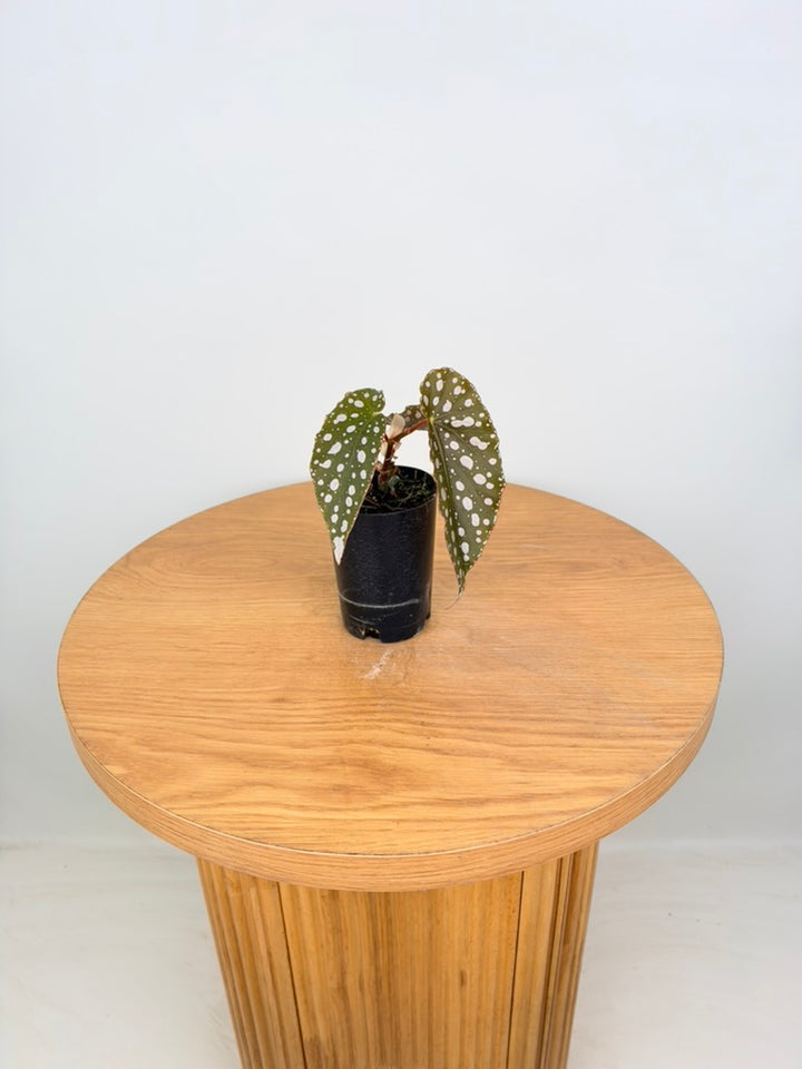 Begonia Maculata
