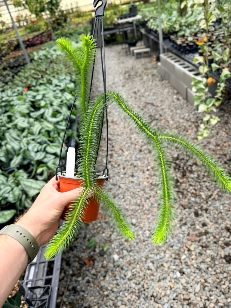 Handpicked #33 - Phlegmariurus [Huperzia] Squarrosa - Borneo Large Water/Rock Tassel Fern