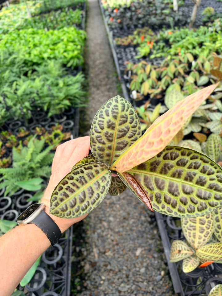 Handpicked #99 - Labisia Beccarii - Turtleback
