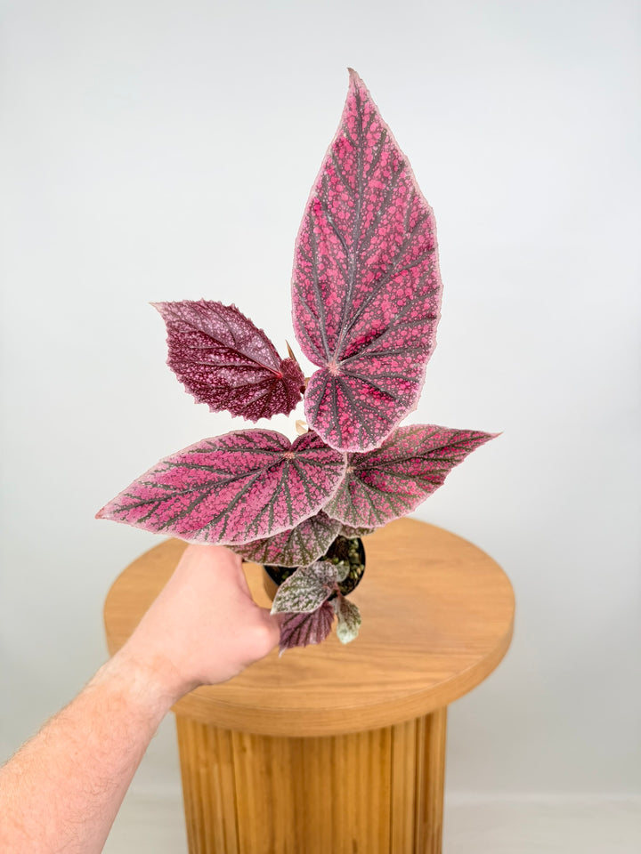 Begonia Maurice Amey