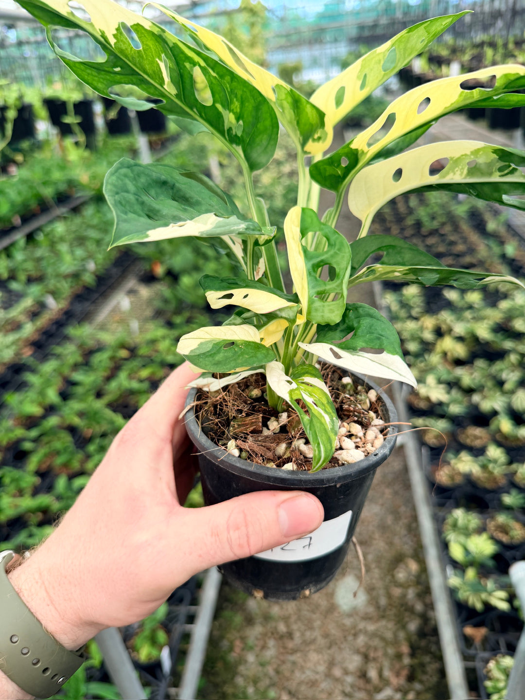 Handpicked #127 - Monstera Adansonii - Monkey Mask - Variegated Albo - Double Planted