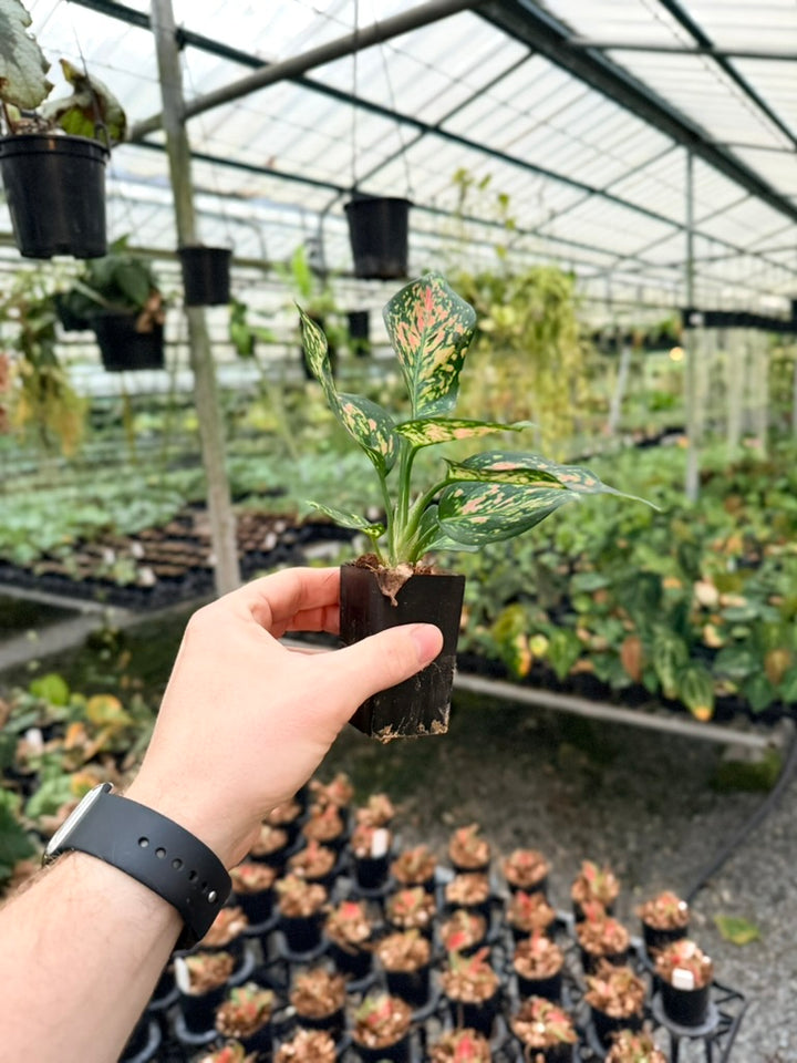 Aglaonema Commutatum - Anyamanee - MINI
