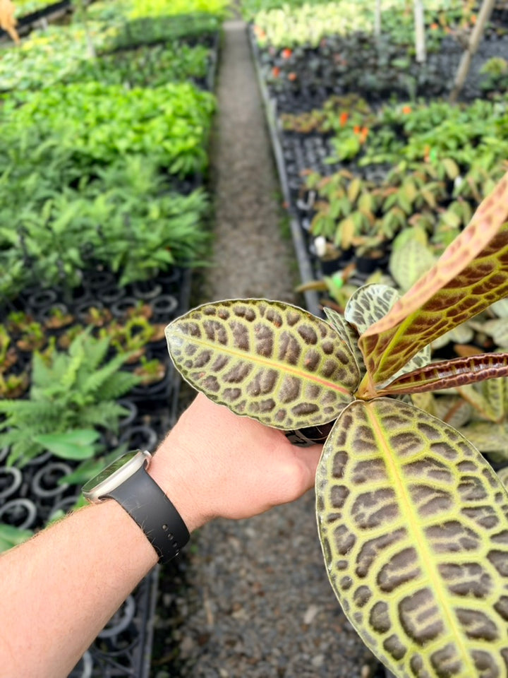 Handpicked #97 - Labisia Beccarii - Turtleback
