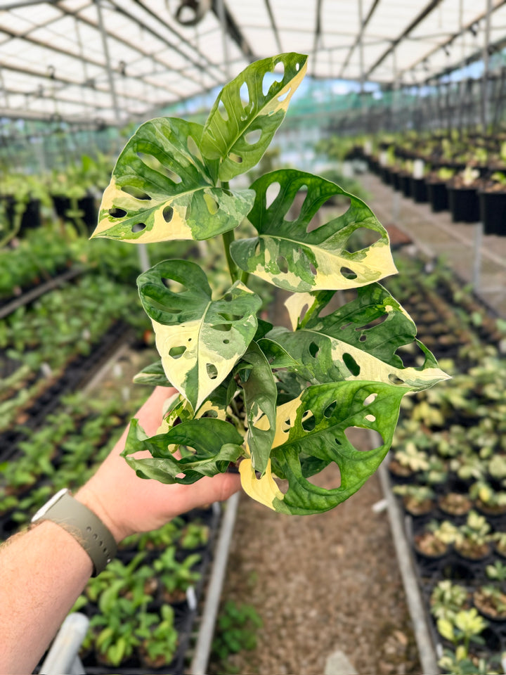 Handpicked #123 - Monstera Adansonii - Monkey Mask - Variegated Albo - Double Planted