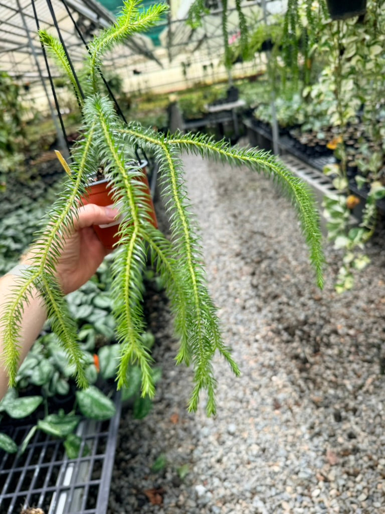 Handpicked #36 - Phlegmariurus squarrosus [Huperzia Squarrosa] - QLD Fine Rock Tassel Fern