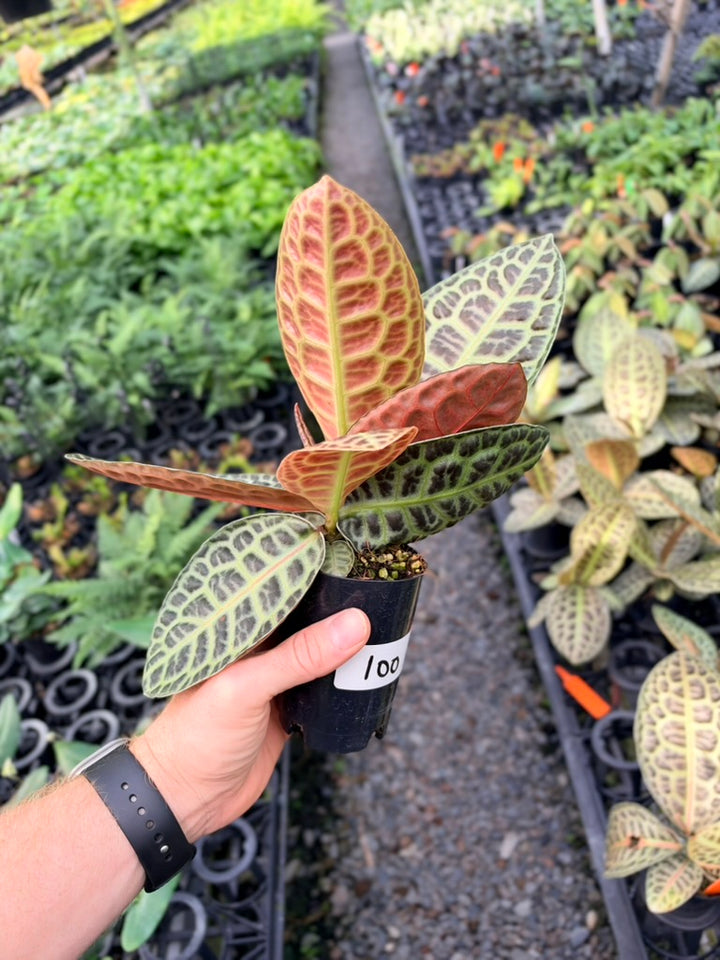 Handpicked #100 - Labisia Beccarii - Turtleback