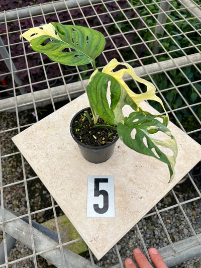 Monstera Adansonii Variegated Albo